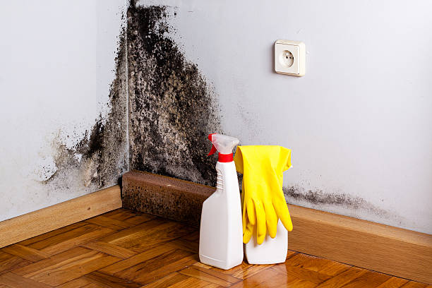 Best Post-Flood Mold Remediation in Seeley Lake, MT